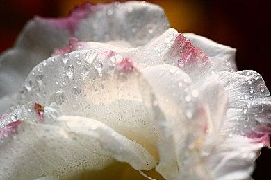 《职业篮球经理2023》11月3日登陆Steam 支持中文